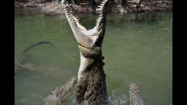 crocodile-video