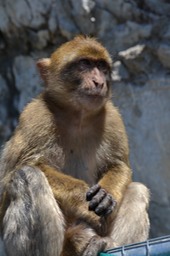 Monkeys in Gibraltar
