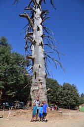 Oldest Cedar Tree in Morocco