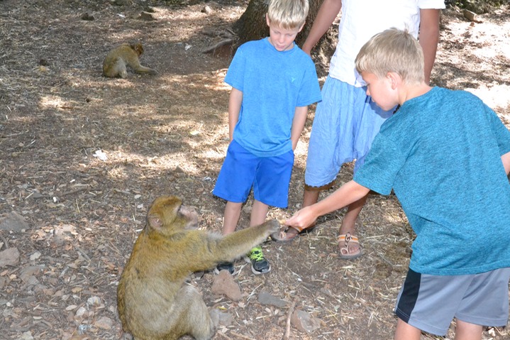 Barbary Apes