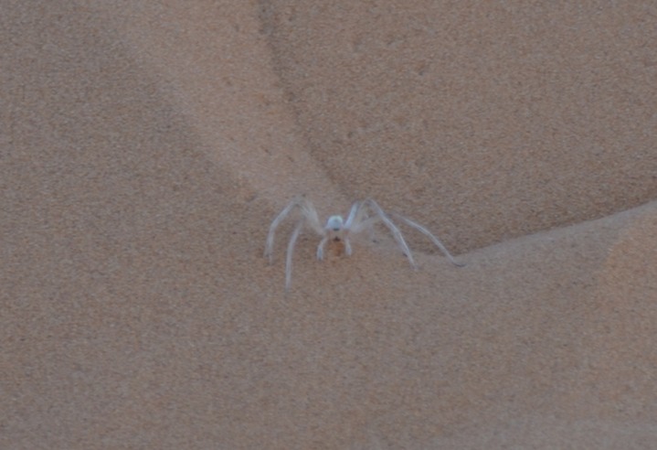 Big Friggin Spider that chased Kim