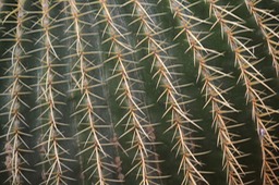 Cactus Close up