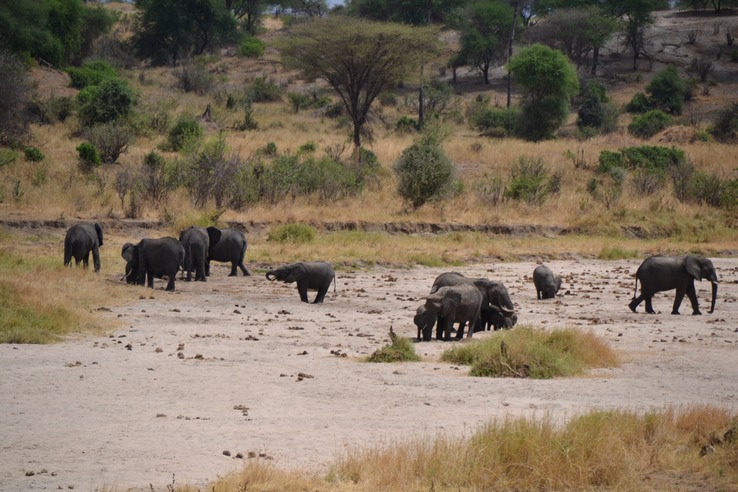 Herd of elephants digging for water