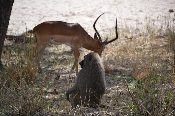 Baboon next to a gazelle