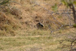 Honey Badger - Rare to see since they are nocturnal