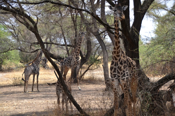 Baby giraffes with moms - only a few weeks old.  You can't see it in the photo but the baby still has the umbilical cord
