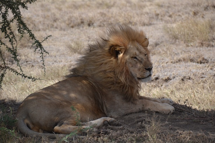 First male lion we saw