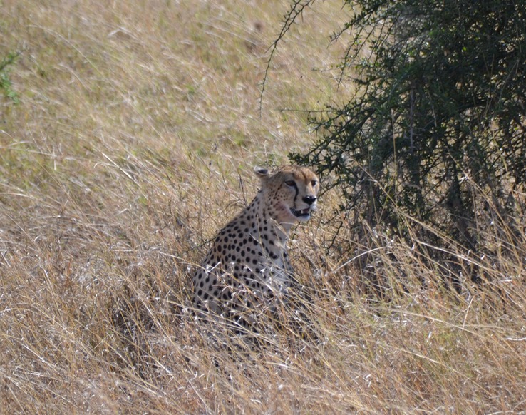 Cheetah looking for her dinner