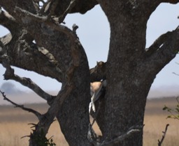 Leopard kill in the tree