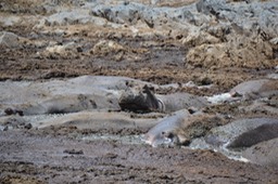 Hippo Pool - swimming in their poo