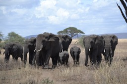Awesome Elephants