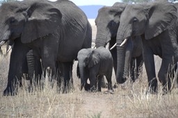 More elephants - they always surround the babies