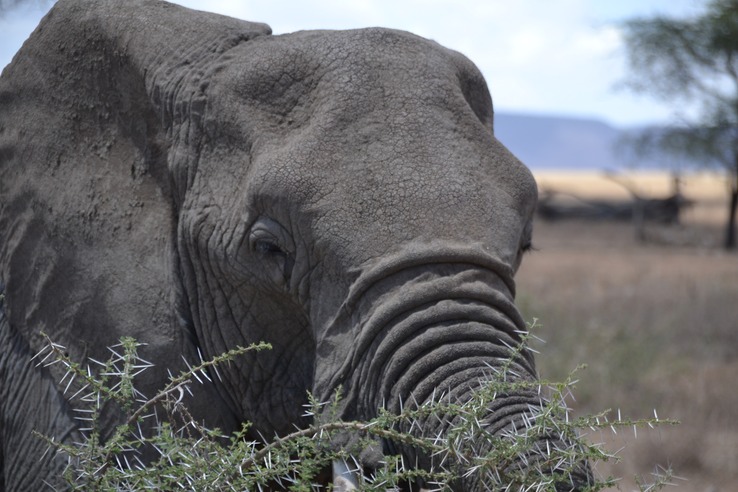 Close up of elephant
