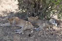 Our guide thought these cubs may not survive.  They looked very thin.