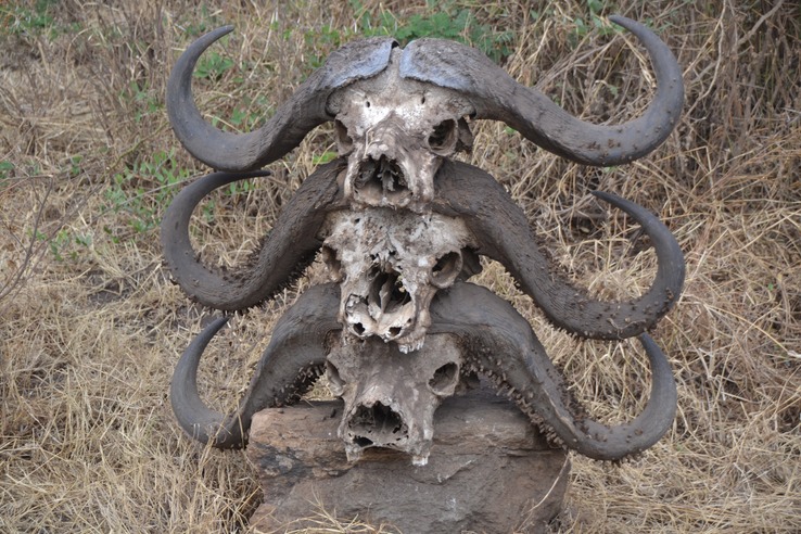 Water buffalo skulls
