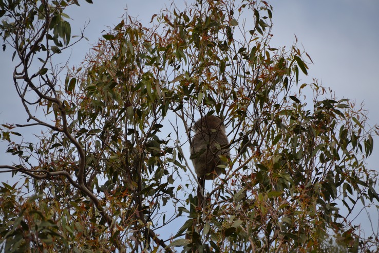 Koala in the wild