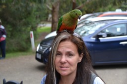 Not so impressed that this parrot landed on me