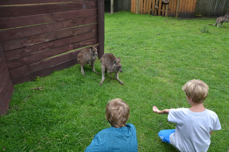 First Encounter with Wallabies