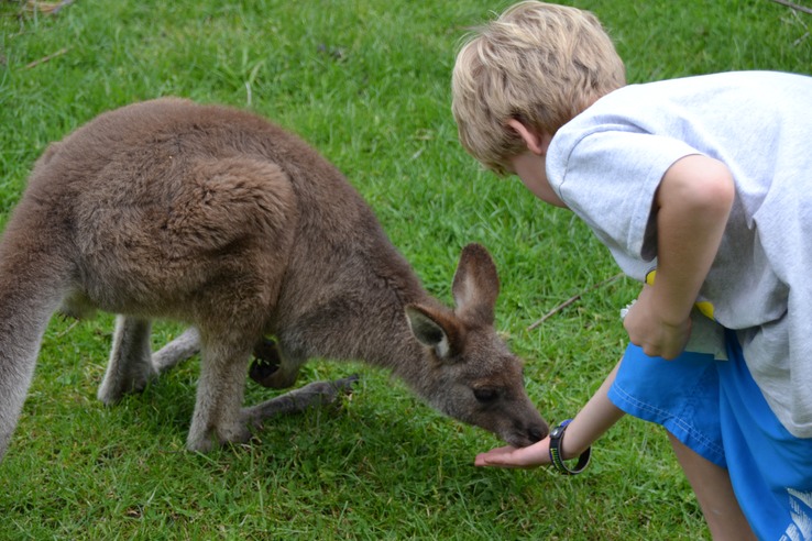 First Encounter with Wallabies