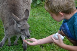 First Encounter with Wallabies