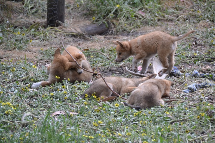 Baby dingos - Super cute