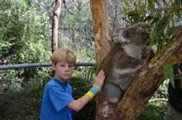 Koalas up close