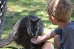 Wallaby eating out of Nathan's hand