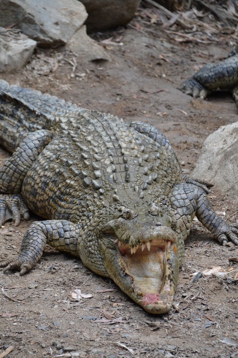 Crocodile - Looks like a statue
