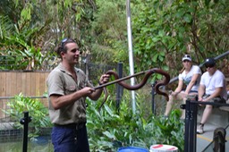 Brown snake - one of Aussie most dangerous