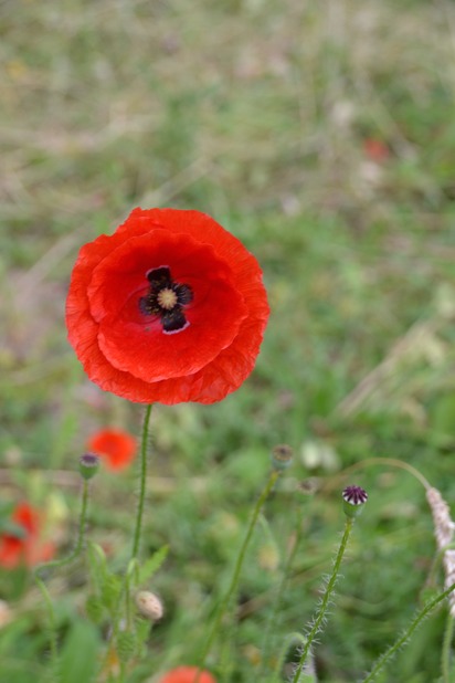 Belgium Ypres