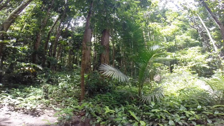 rainforest-